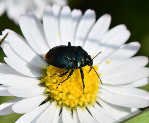 Réf. 280 066 : Zicrona caerulea